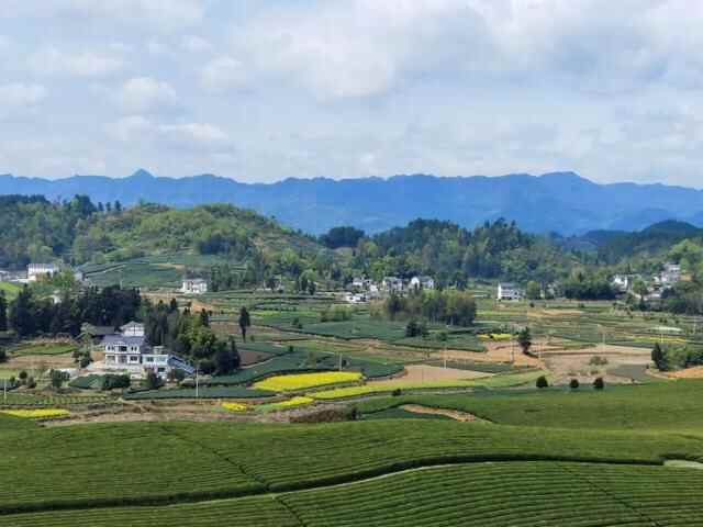 春满茶山！贵州茶乡之旅风景如画