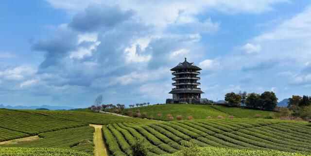 春满茶山！贵州茶乡之旅风景如画