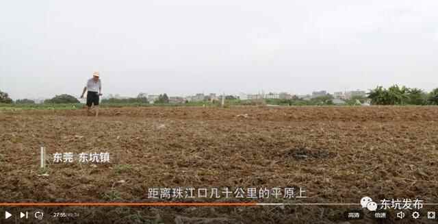 东坑街坊点赞《寻味东莞》，为东坑“人参”——阴菜而自豪