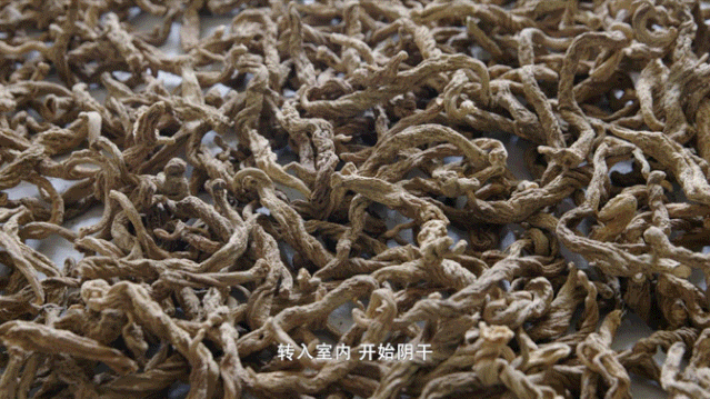 东坑街坊点赞《寻味东莞》，为东坑“人参”——阴菜而自豪
