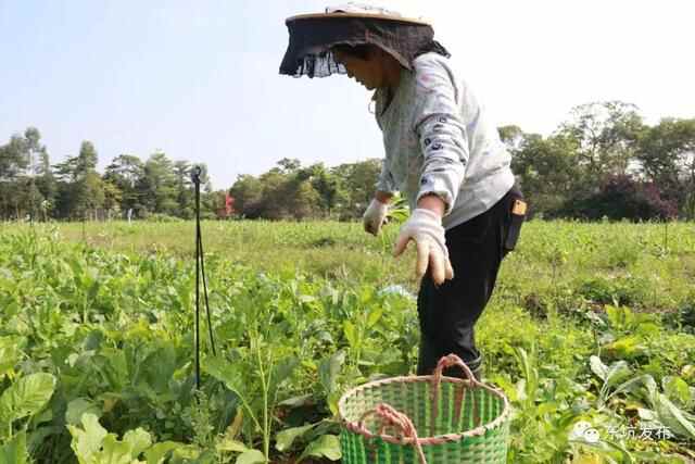 东坑街坊点赞《寻味东莞》，为东坑“人参”——阴菜而自豪