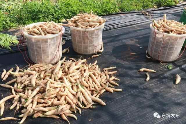 东坑街坊点赞《寻味东莞》，为东坑“人参”——阴菜而自豪