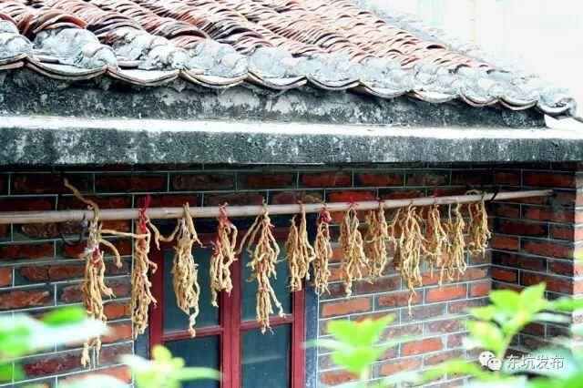 东坑街坊点赞《寻味东莞》，为东坑“人参”——阴菜而自豪