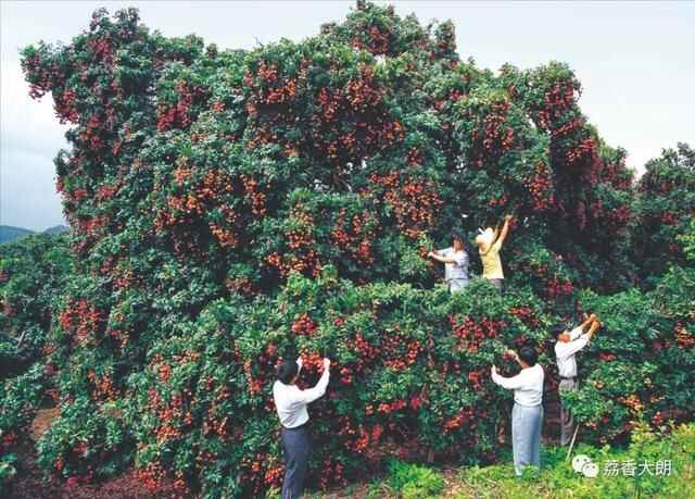 蝉鸣荔熟，又是一年“寻味大朗”好时节